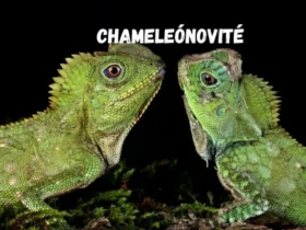 Chameleónovité: The Ultimate Guide to Nature’s Most Amazing Reptiles