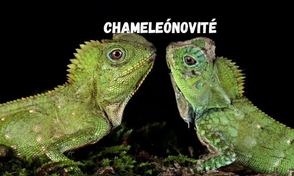 Chameleónovité: The Ultimate Guide to Nature’s Most Amazing Reptiles