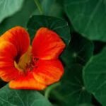 Regal Buzz: Your Ultimate Guide to Trends, News & Lifestyle Updates