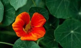 Regal Buzz: Your Ultimate Guide to Trends, News & Lifestyle Updates